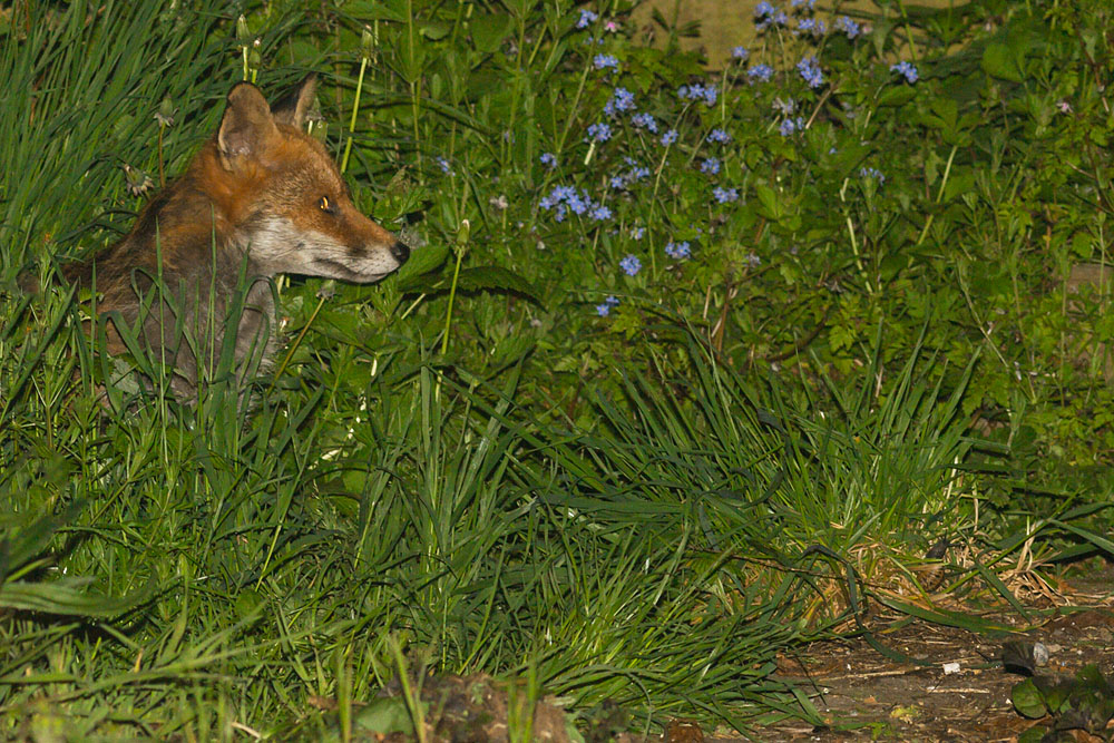 0805140505146129.jpg - Fox lurking at the rear of the garden