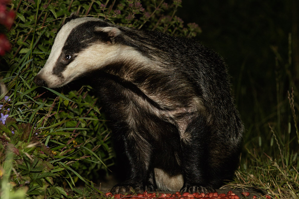 0807152806153142.jpg - Badger on path