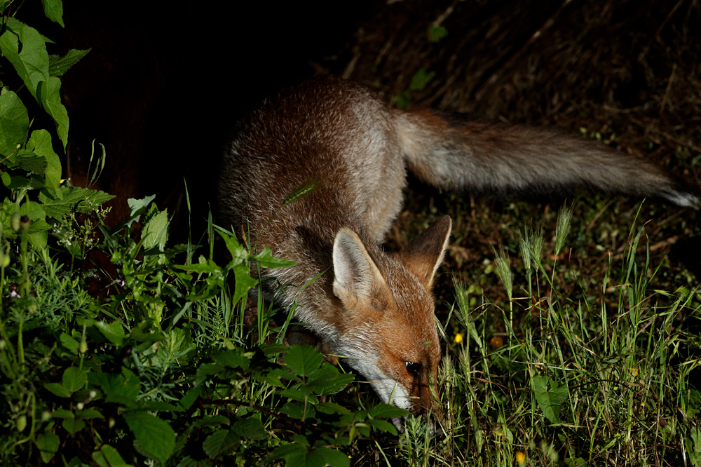 0807210507214156.jpg - Fox cub at night