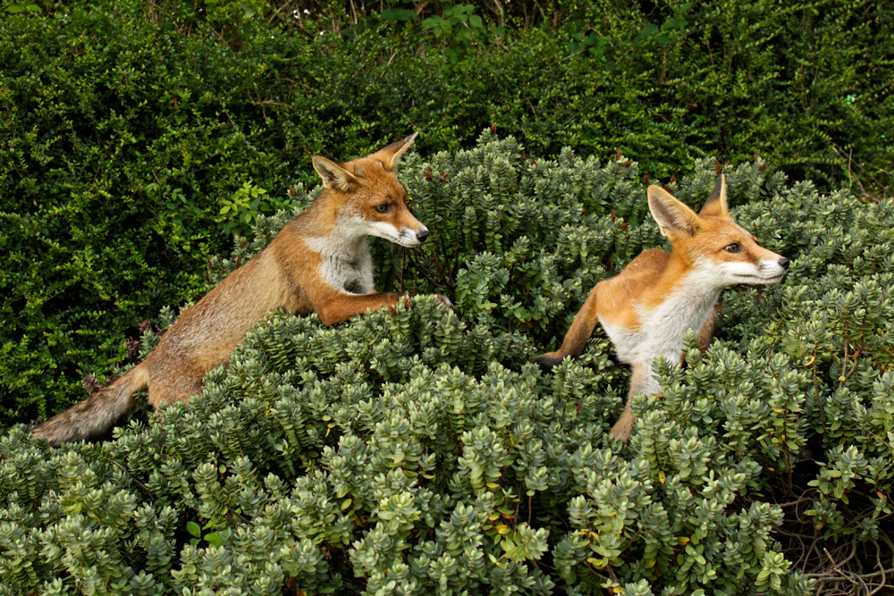 0808170708177698.jpg - Fox cubs playing in a Hebe shrub