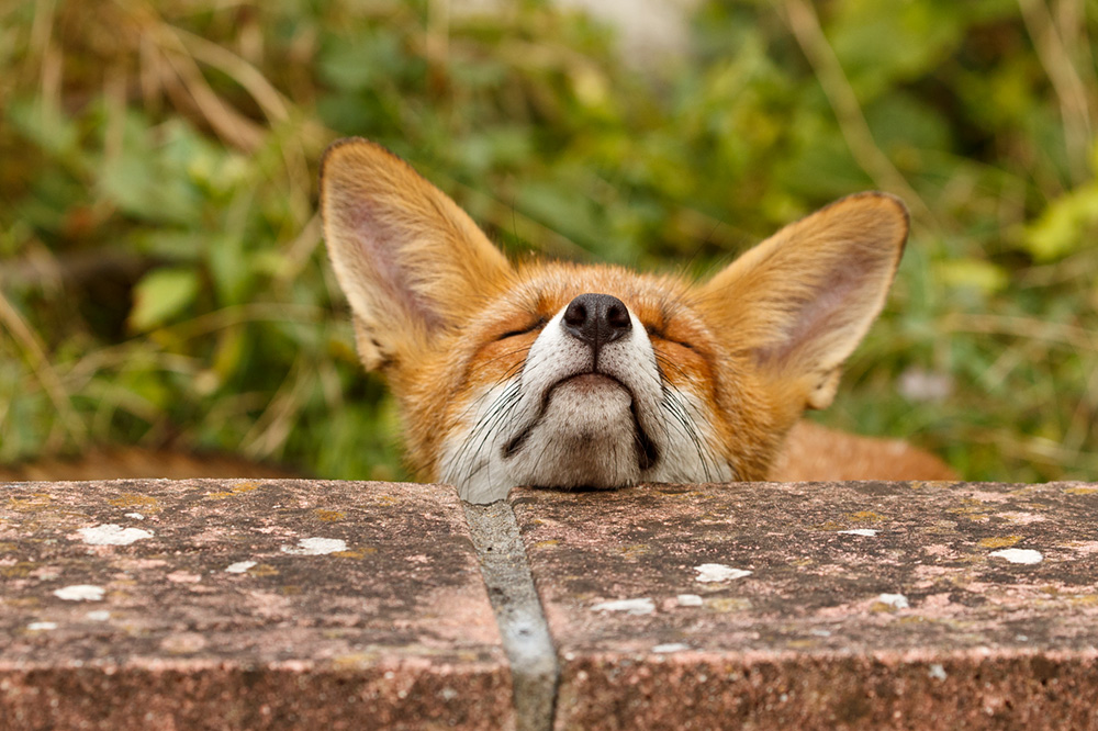 0808180708185570.jpg - Portrait of a young fox (Long Nose)
