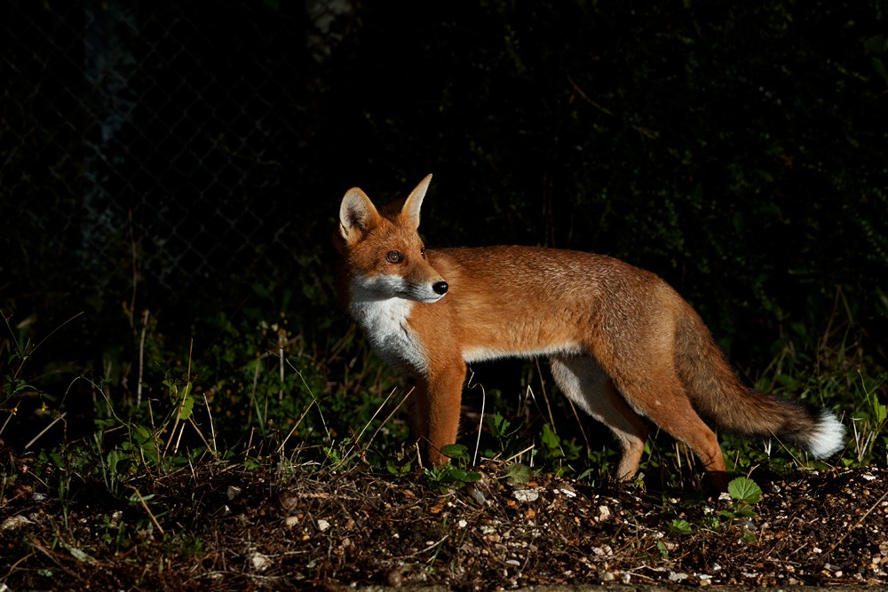 0808210708216703.jpg - Fox cub on a windy night