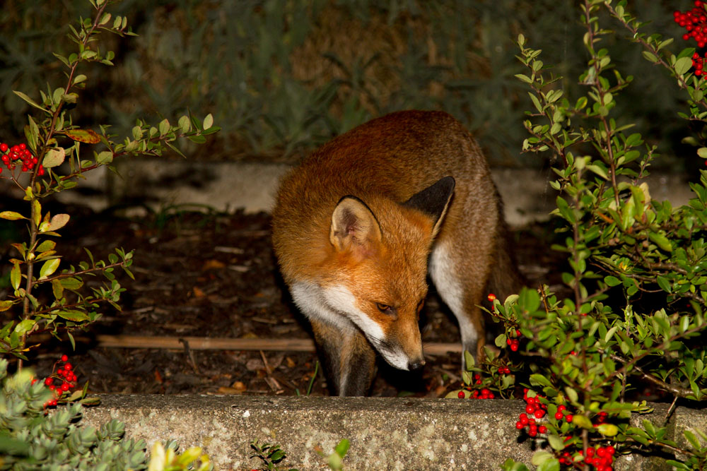 0810120710128334.jpg - Young male fox (Vulpes vulpes) exploring a suburan garden.