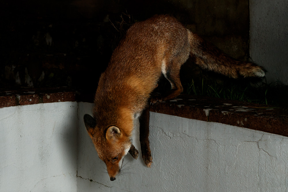 0811220711220338.jpg - Lopa leaping from wall