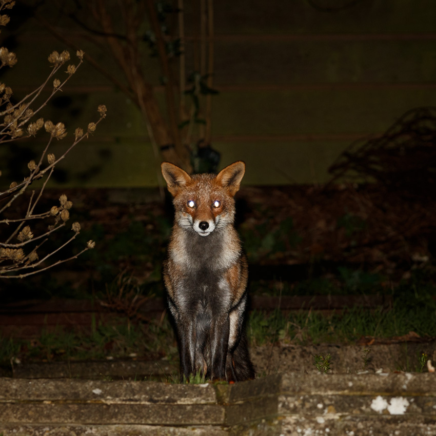 0812180812180813.jpg - Wolfy on a rare visit at night