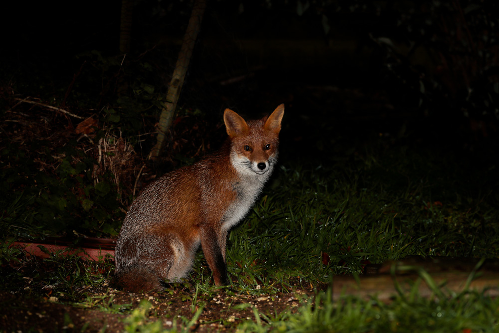0812190712192842.jpg - Young fox (Stumpy)