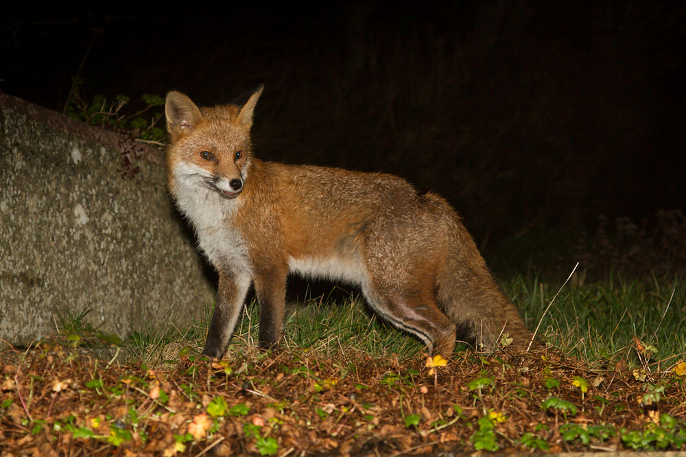 0901140701145943.jpg - Fox in garden