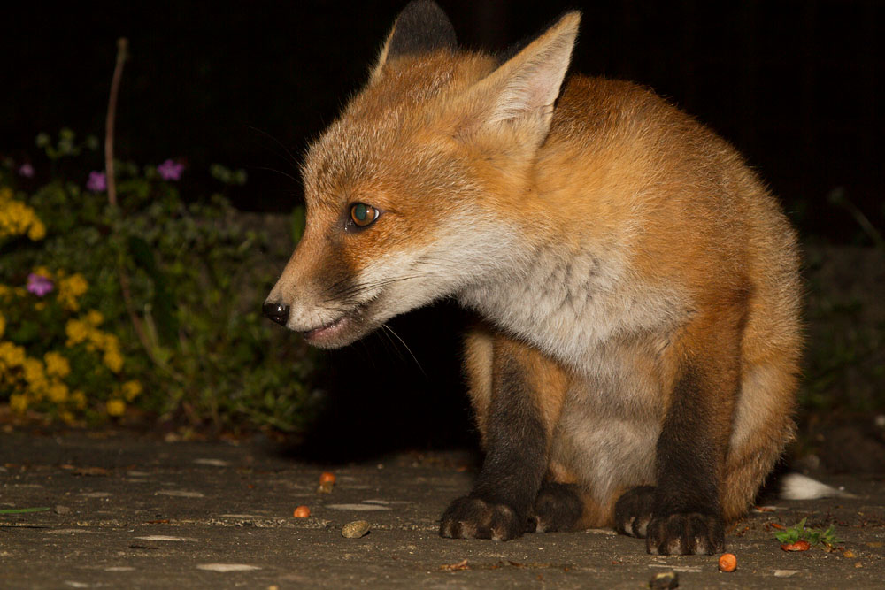 0901152305137847.jpg - Fox cub sitting