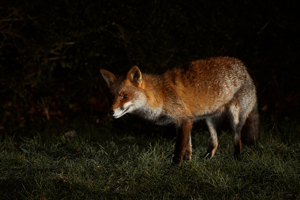 0901210901212705.jpg - Wolfy around the garden