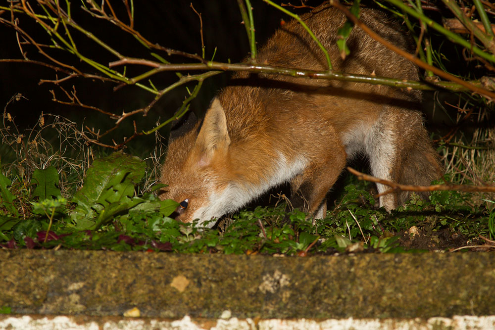 0902140802140372.jpg - Fox caching food in garden