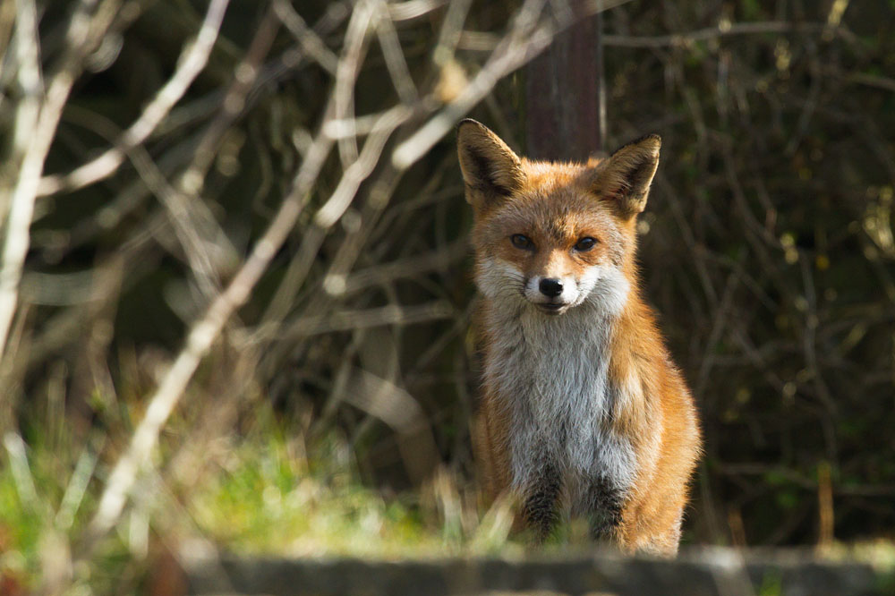 0903140803144813.jpg - Fox in garden in daylight