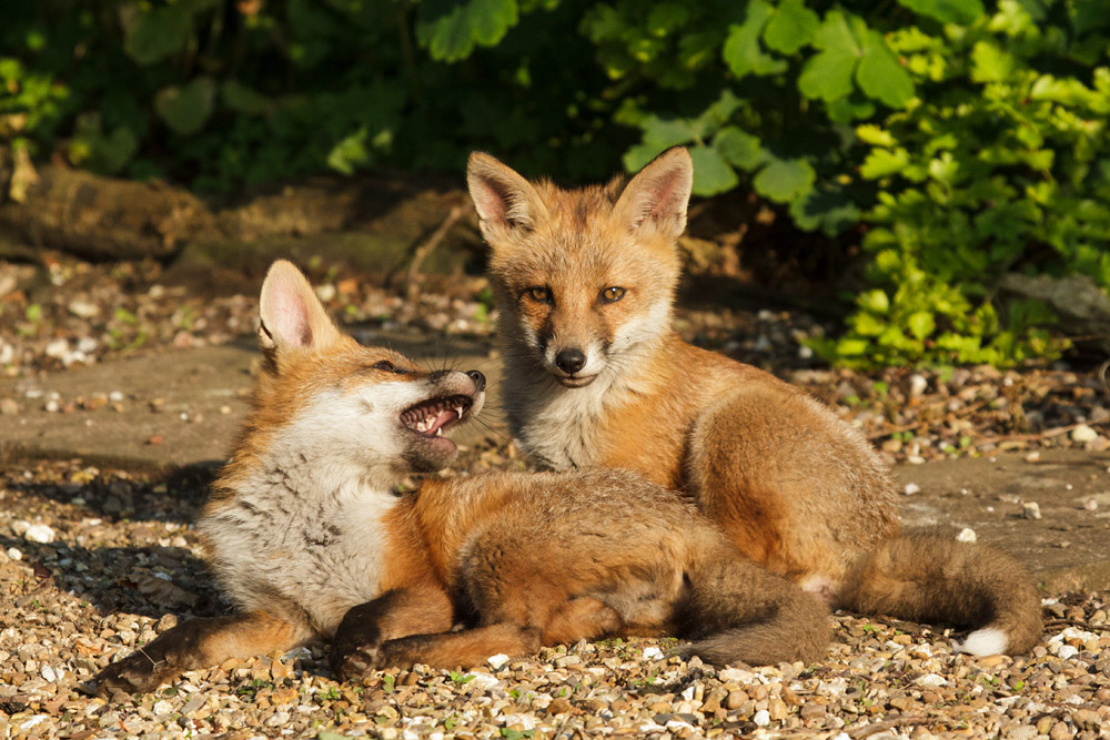 0903172705139999_92.jpg - Two fox cubs relaxing after play