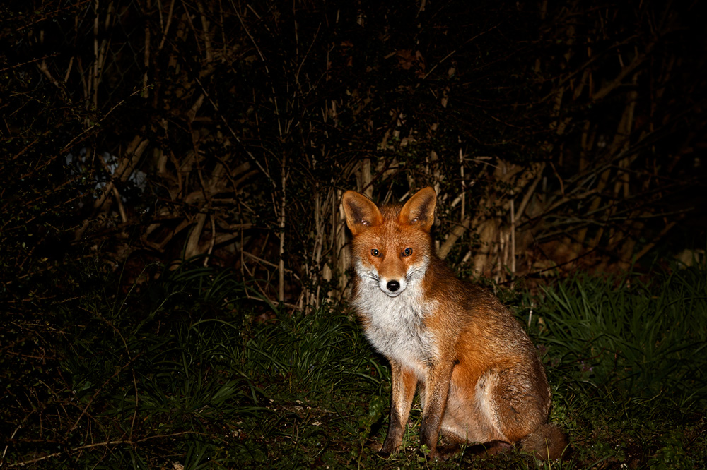 0903200903209487.jpg - Young Fox (Stumpy)