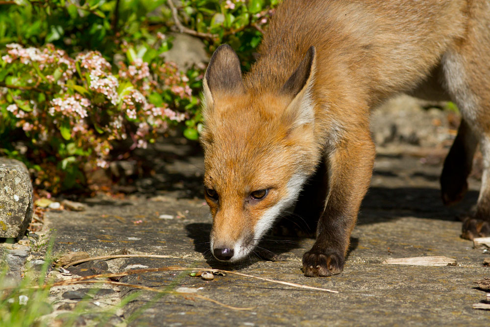 0904131606123552.jpg - Fox cub (Vulpes vulpes) stalking in a garden on a sunny day.