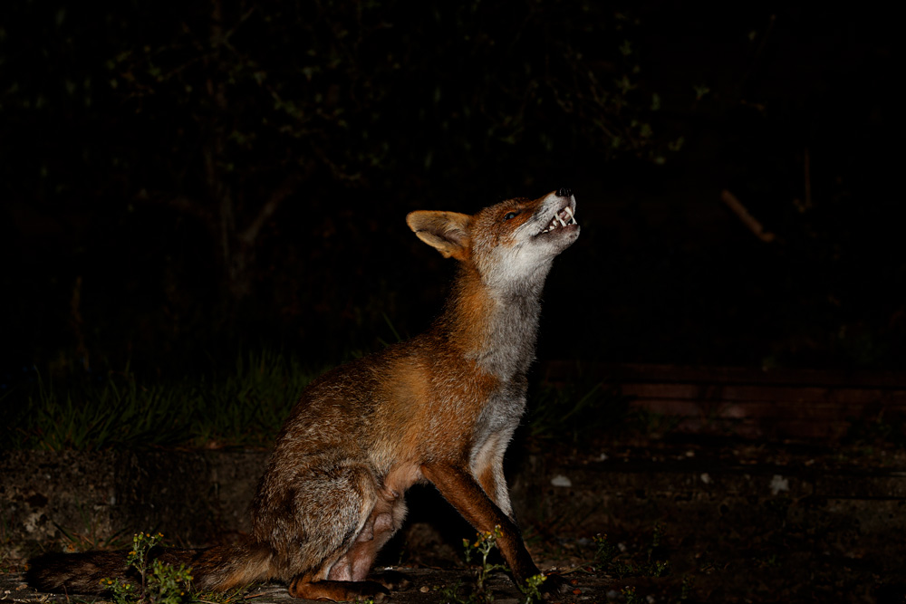 0904200804203731.jpg - Wolfy at night (with injured front right leg)