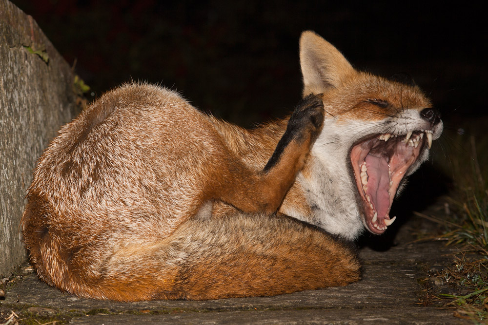 0905160510095046.jpg - Fox scratching and yawning