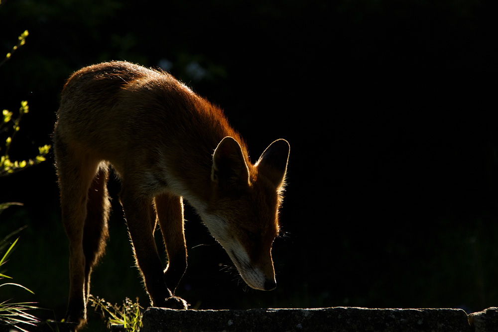 0905180805186166.jpg - Pretty Vixen in early morning sunshine