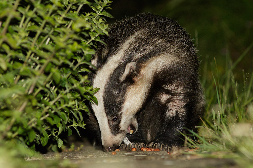 0906150606158594.jpg - Badger on the path