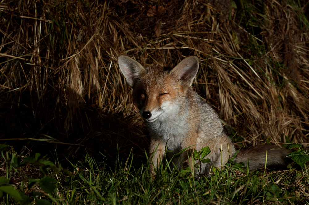 0906211006211847.jpg - Fox cub by compost heap