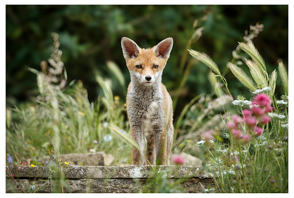 0906250706253316.jpg - Fox cub in our garden
