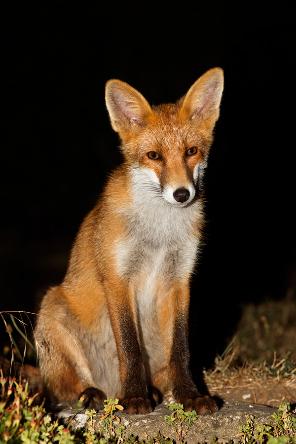 0907180807183790.jpg - Young fox portrait