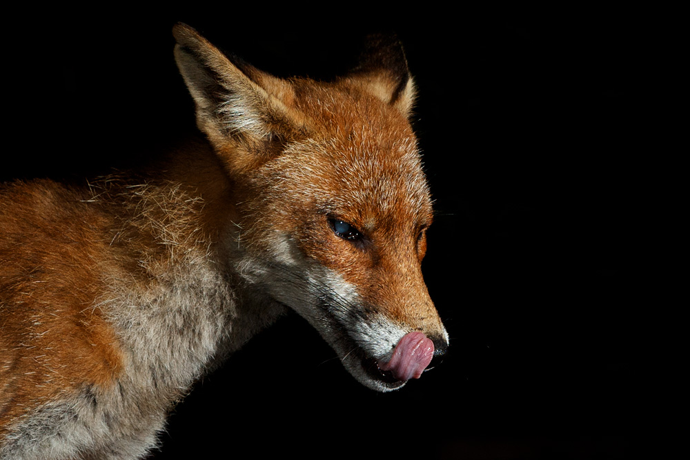 0907200907207370.jpg - Wolfy the vixen