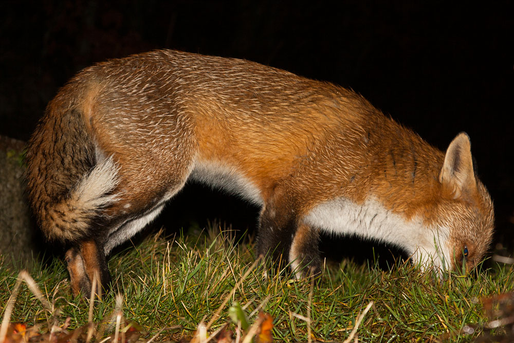 0908140701116212.jpg - Adult fox rooting around in grass