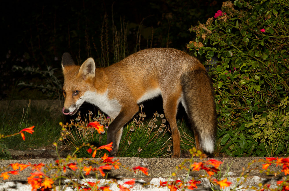 0909120709122076.jpg - Juvenile fox stepping along a path in front of flowers.
