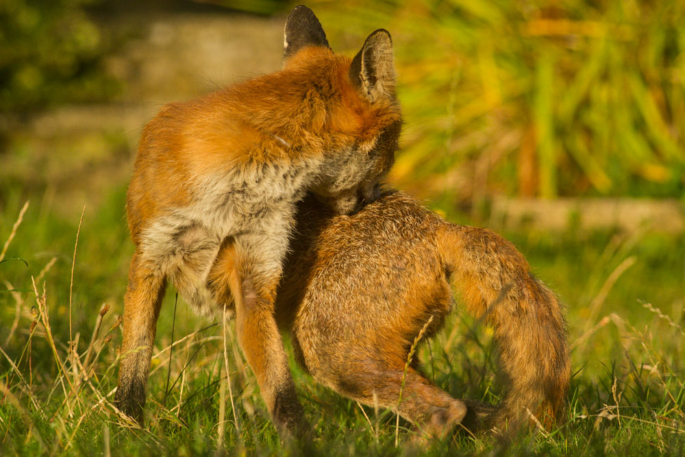 0909142608148149.jpg - Male fox with some signs of poor coat (mange?) in garden on sunny evening.