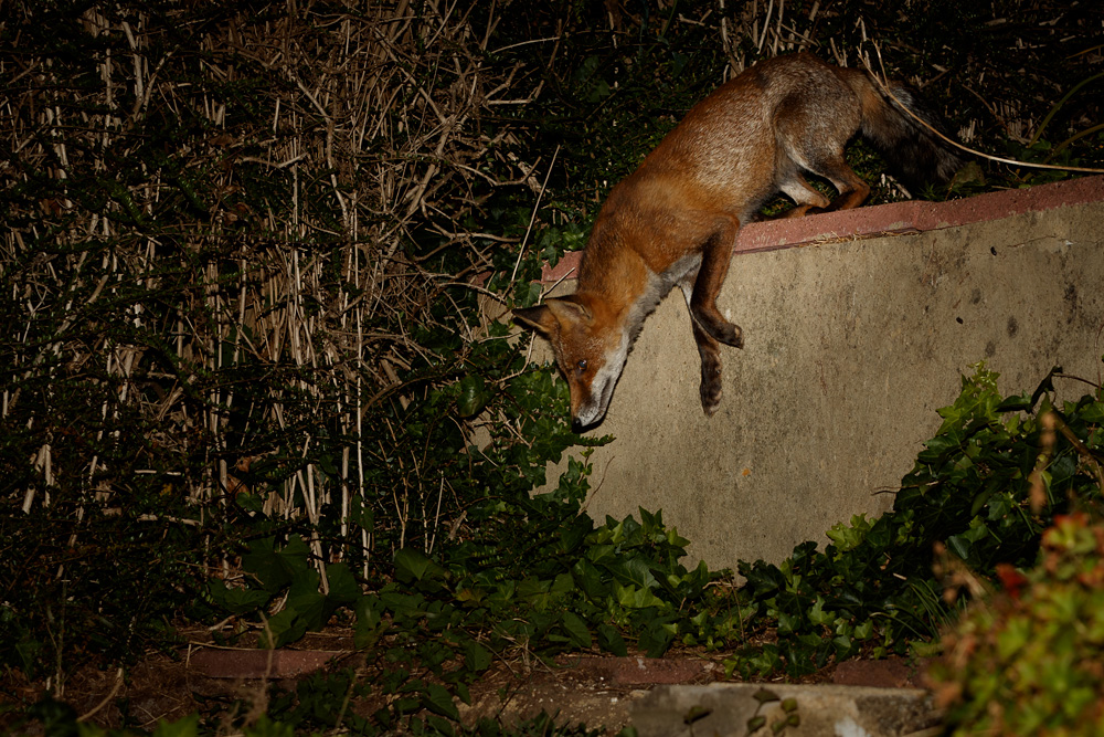 0909190809198317.jpg - Wolfy jumping down wall