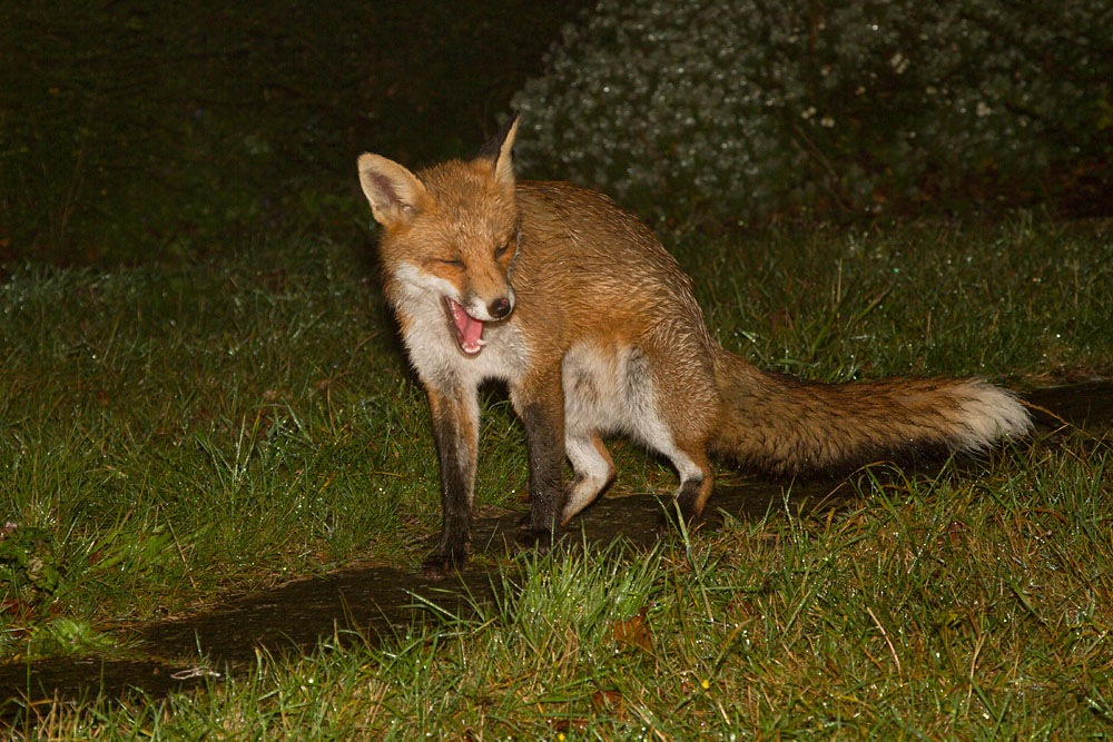 0910120810128560.jpg - Young fox (Vulpes vulpes) exploring a suburban garden.