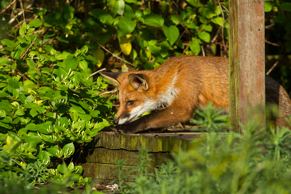 0910152906137143.jpg - Fox cub by fence post