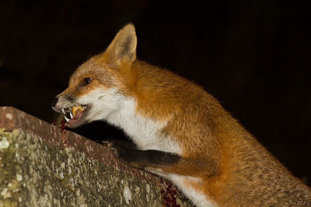 0912130812131490.jpg - Fox by the wall