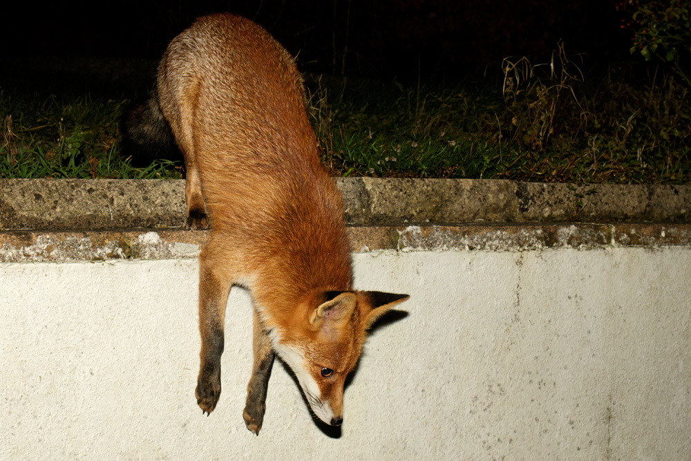 0912170912171284.jpg - Pretty Vixen jumping down from wall