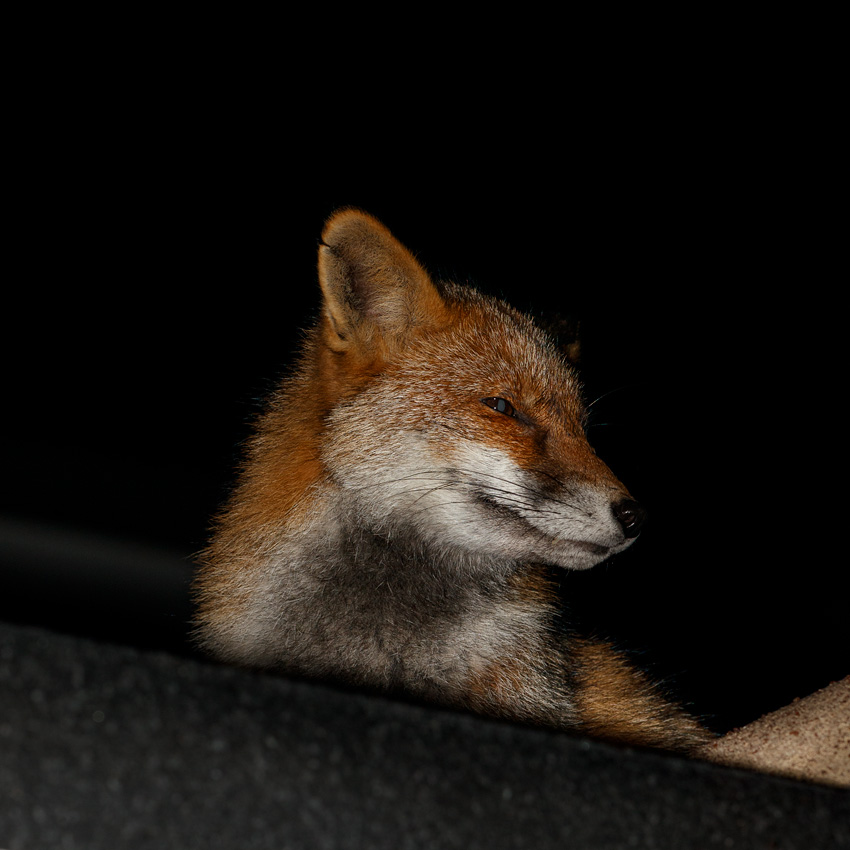 0912191012192863.jpg - Wolfy on the garage roof