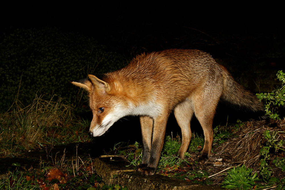 1001180901183275.jpg - Pretty Vixen in the garden