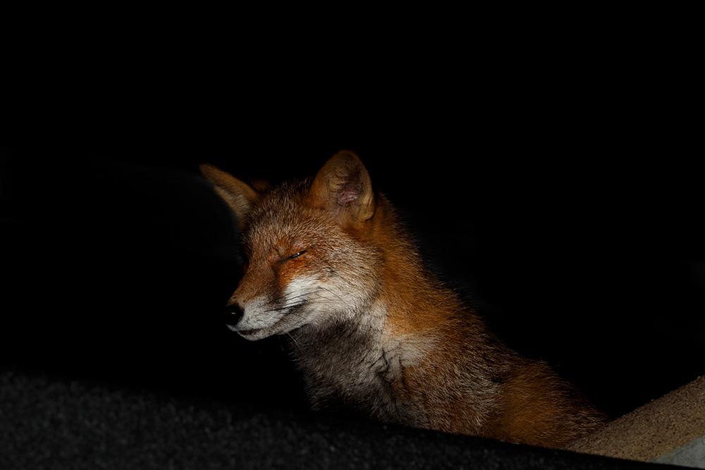 1001200301203190.jpg - Wolfy on the garage roof