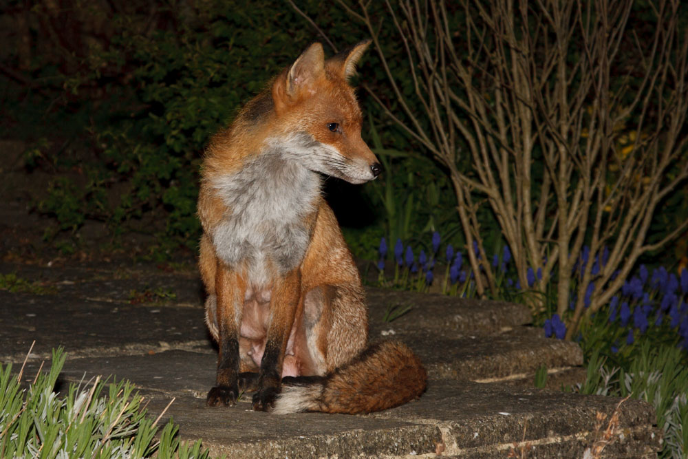 1002132204105525.jpg - Female fox (Vulpes vulpes, vixen) showing raised teats while lactating shortly after giving birth to cubs.
