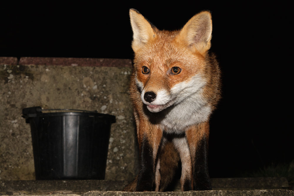 1002150802084680.jpg - Fox and bucket