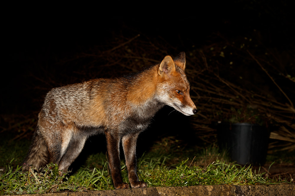 1002191002191450.jpg - Wolfy (injured leg now better)