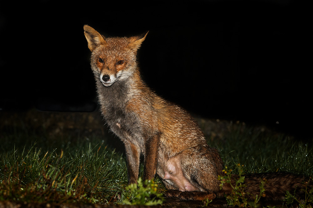 1003201003209828.jpg - Wolfy on first day emerging from den after giving birth (10 days previously)
