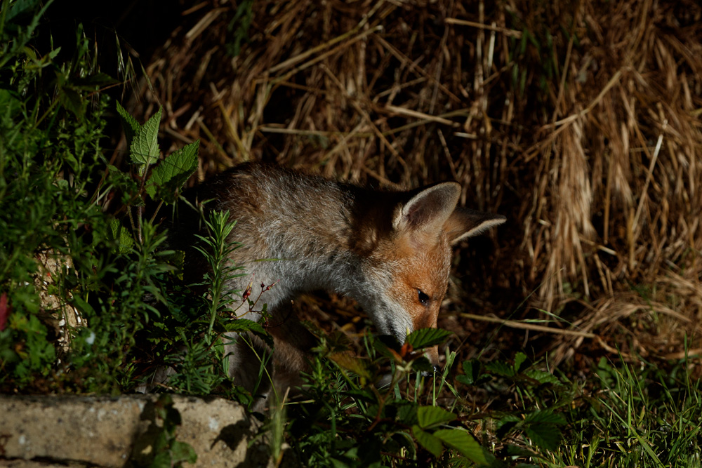 1006211006211855.jpg - Fox cub by compost heap