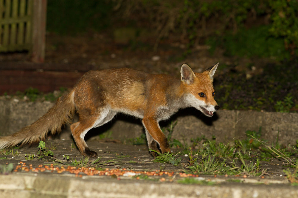 1007141506145345.jpg - Fox (vixen) in garden