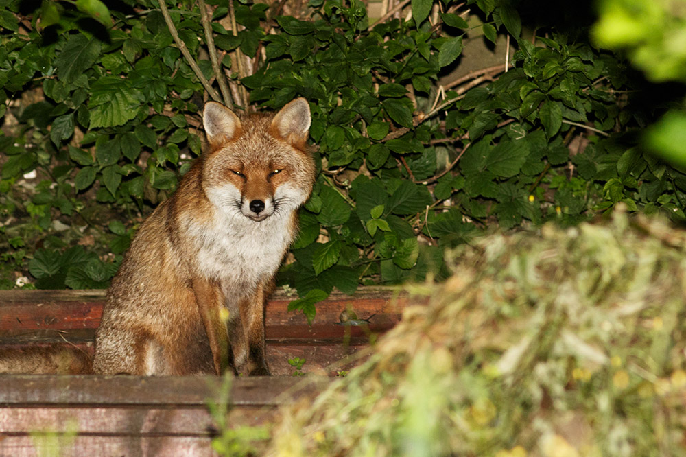 1007160707162591.jpg - Fox at rear of garden