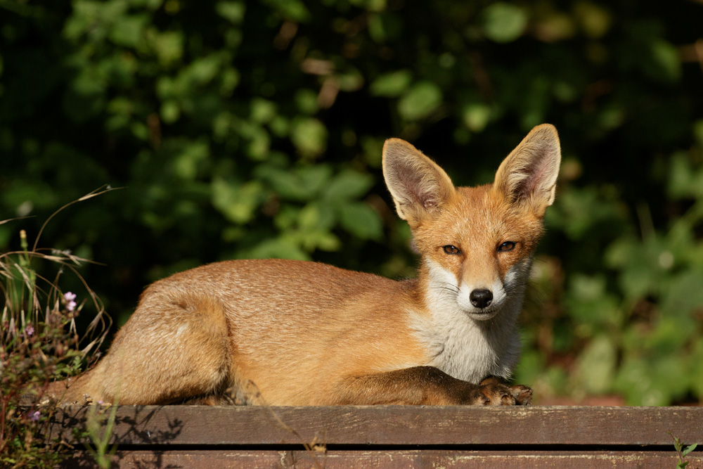 1007171007177655.jpg - Fox cub on decking