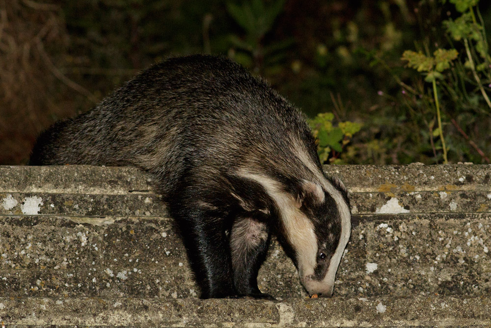 1008150708153058.jpg - Badger in garden