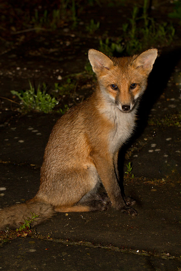 1009121106122356.jpg - Fox cub at about 3 months old.