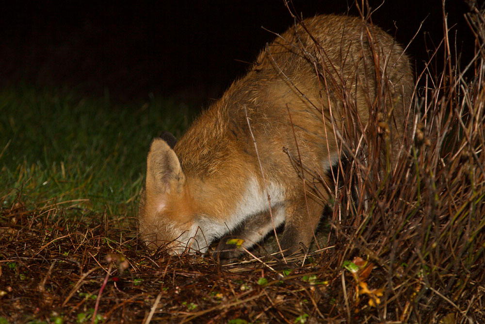 1009140102149087.jpg - Fox (Pretty) digging in garden