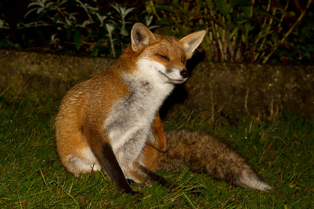 1010120910128690.jpg - Youn fox (Vulpes vulpes) on garden lawn in East Sussex.