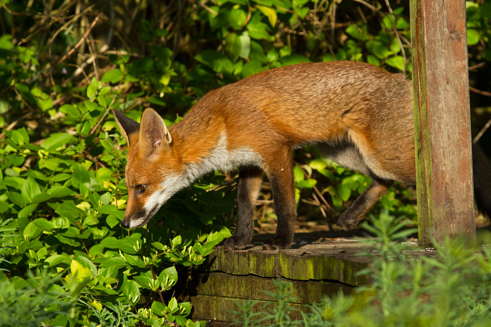 1010152906137151.jpg - Fox cub by fence post